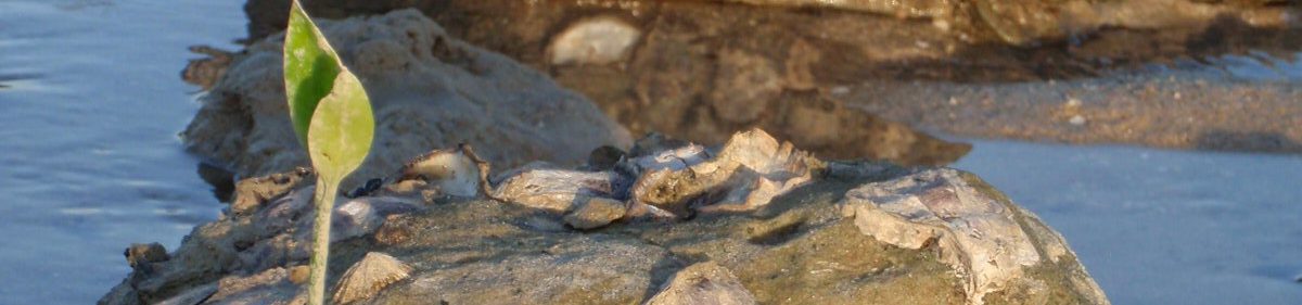 Jennie Bickmore-Brand